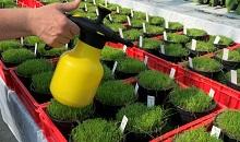 4Turf for healthier lawns 