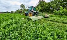 Impressive performance of DLF Alfalfa in unfavourable Swedish soils