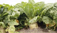 Sustainable Beets and grass for biogas