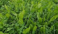 Multiple Species for profitable & sustainable forage