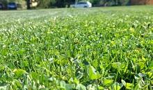 The Czech Republic’s interest in Microclover® for lawns grows and we can understand why! Discover the benefits below