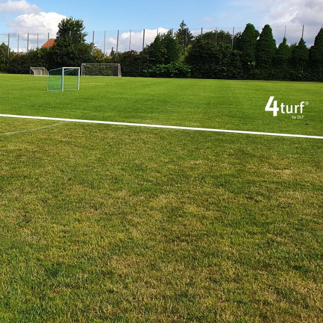 Comparison of seeds with and without 4turf overseeding.