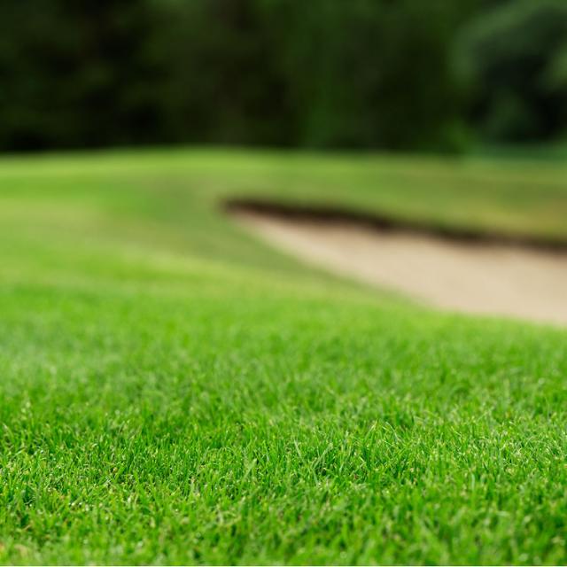 Green and resilient field of 4turf grass.