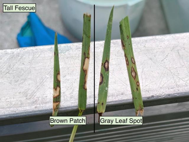 Comparison of brown patches and gray leaf spots on tall fescue.