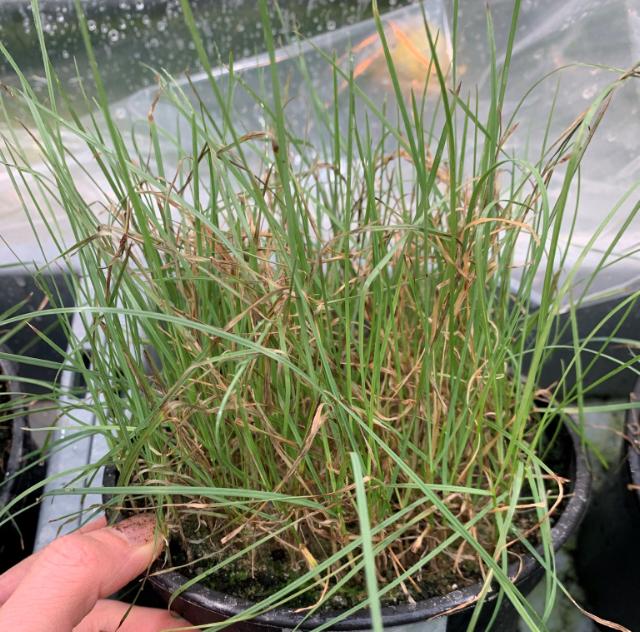 Sample of a grass variety with high brown patch resistance.
