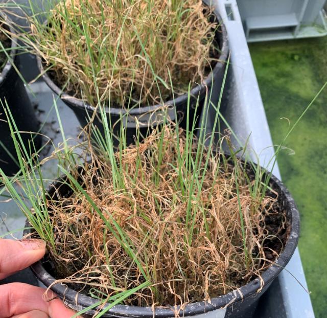 Sample of a grass variety with low brown patch resistance.