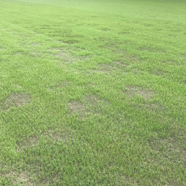 Brown patch on football pitch