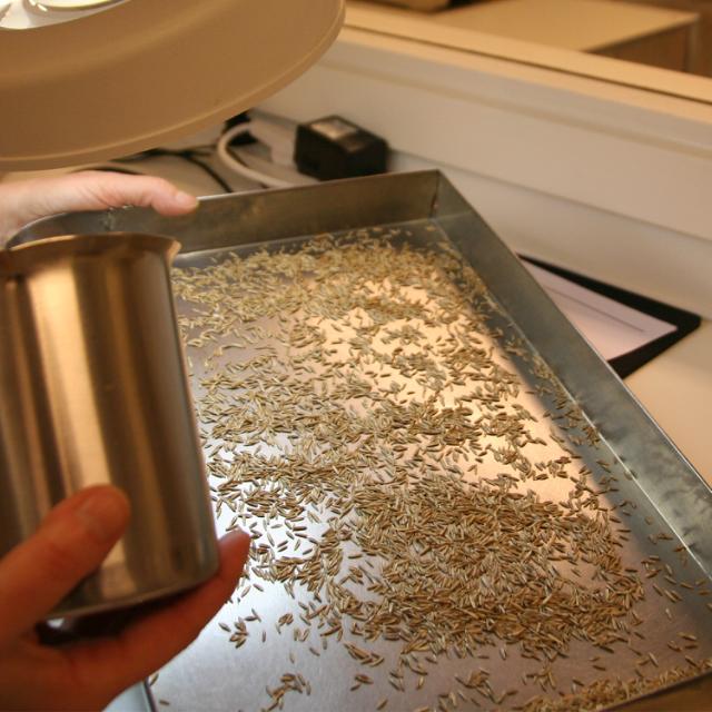 Seeds during the analysis process