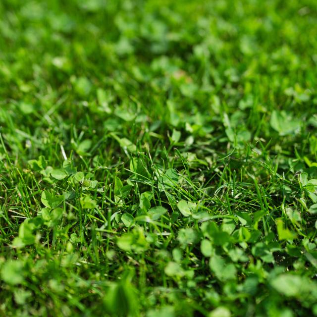 Lawn that has maintained its green colour all year due to Microclover seeds.