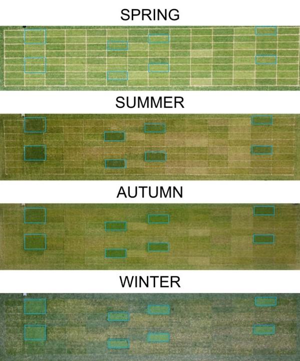 Comparison of Microclover appearance over four seasons
