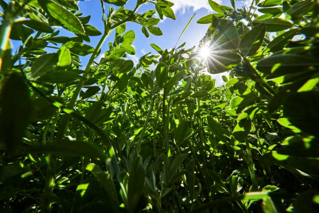 Alfalfa crops before harvesting.