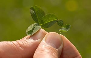 Microclover
