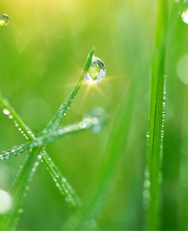 Drop of rain on grass straw