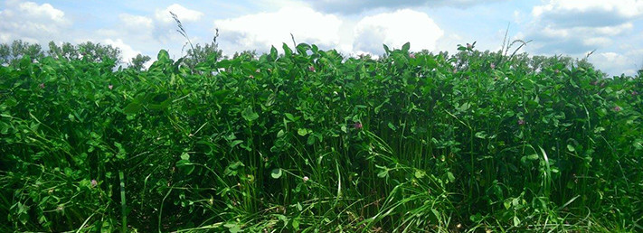 Increase Your Milk And Meat Yields With Red Clover Research Proves The Worth Of Red Clover