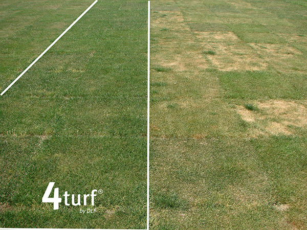 4turf (tetraploid perennial ryegrass) compared to diploid perennial ryegrass