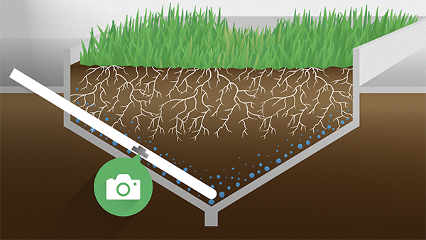 RadiMax: onderzoek naar droogtetolerante grassen | DLF