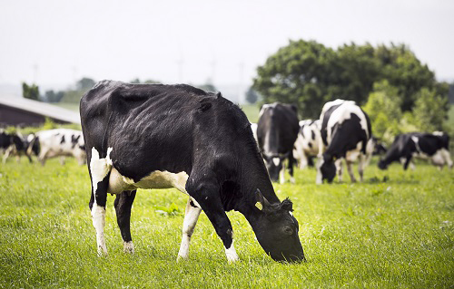 Pictures of cows grazing. Link to the webpage roots under forage