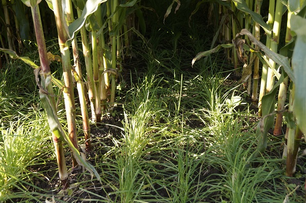 grass undersown in maize