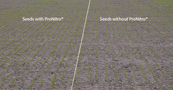 Seeds with ProNitro and seeds without ProNitro