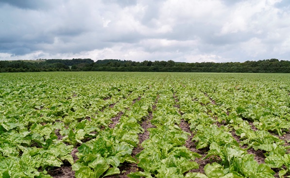 fodder beet is the highest yielding forage crop forage crops
