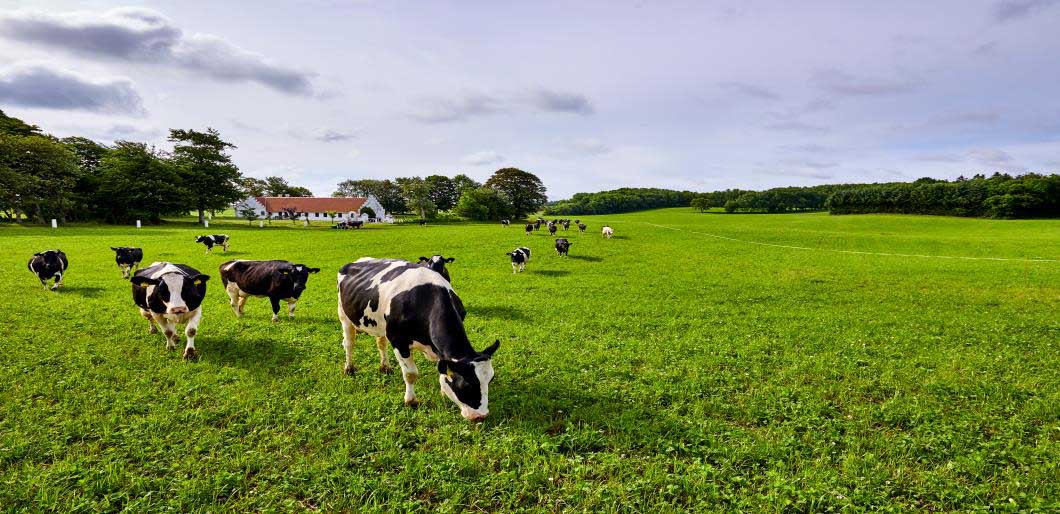 Festulolium picture with cows on grass