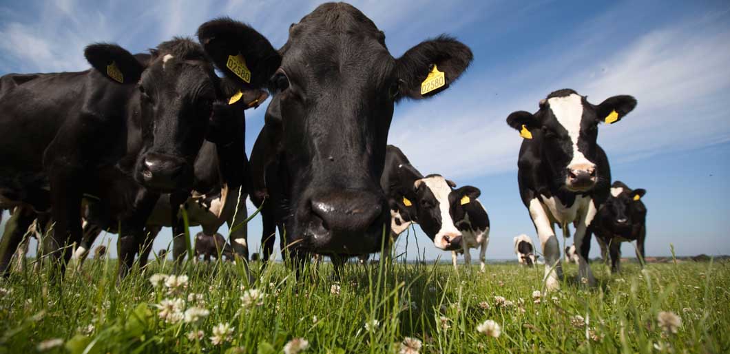 Fiber energy case study picture with cows.