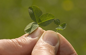 Microclover