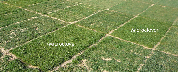 Microclover gødet forsøg