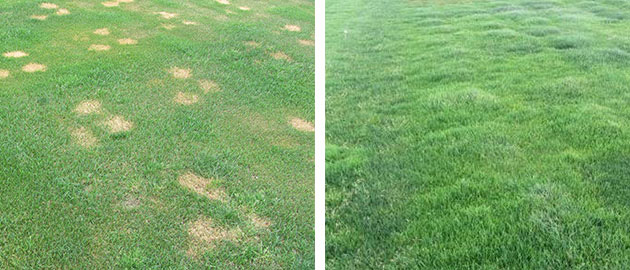 Dog patch resistance trial