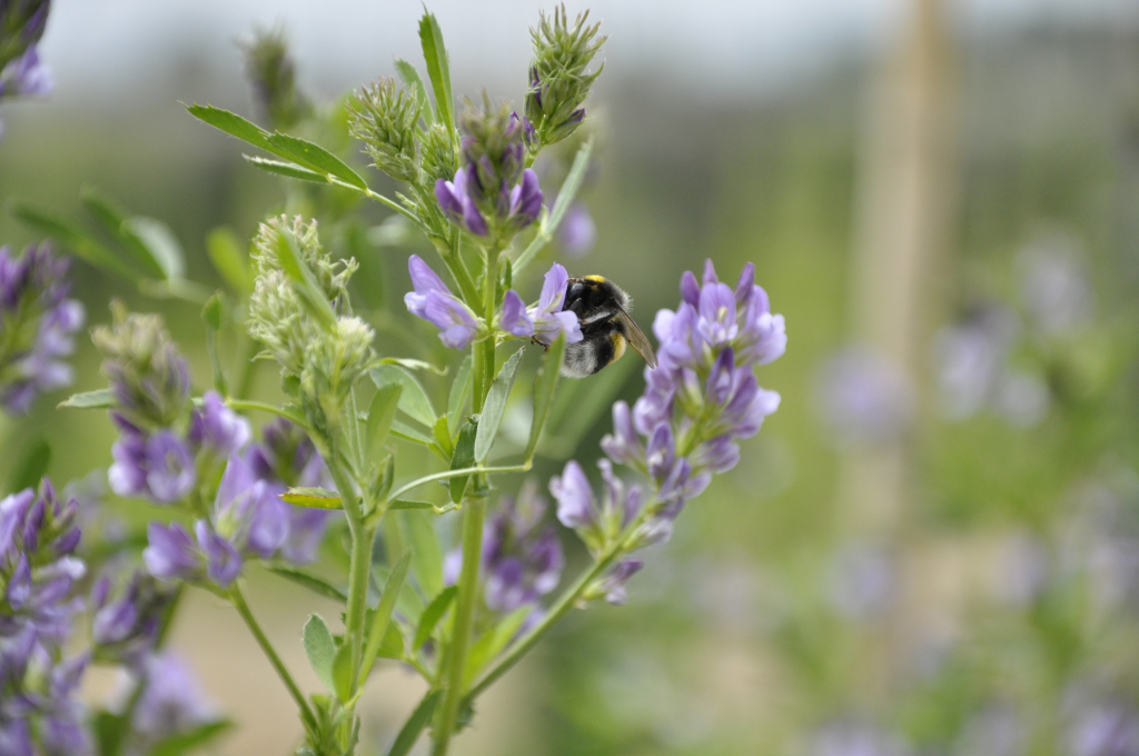 Alfalfa-breeding_2.jpg