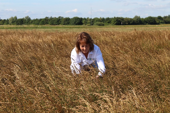 Seed grower