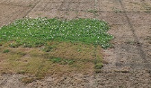 Drought-tolerant turf solutions 