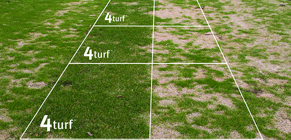 Turf tetraploid perennial ryegrass