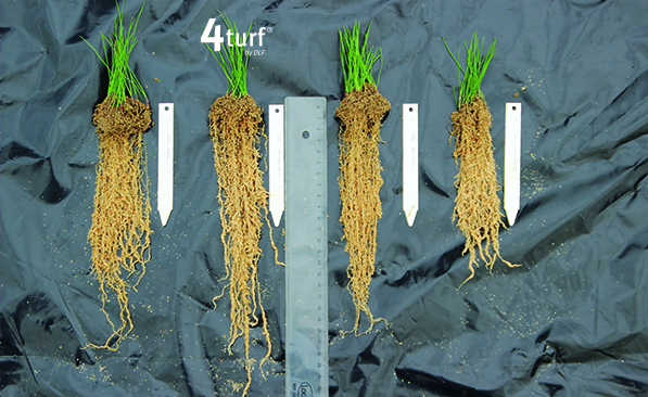 4turf® roots deep roots